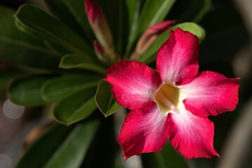 Vibrant pink desert rose flower close-up.