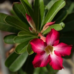 Vibrant Red Desert Rose Close-Up