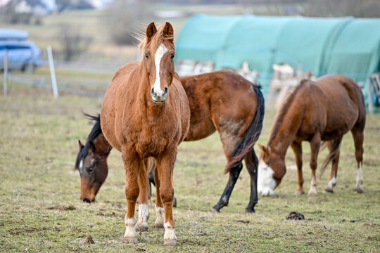 SVK, Pferd, Pferde