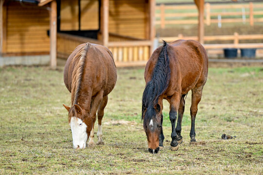 SVK, Pferd, Pferde