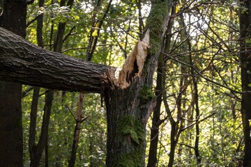 Broken tree in forest after strong wind