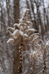 Close-up of plants covered with snow in a winter park.