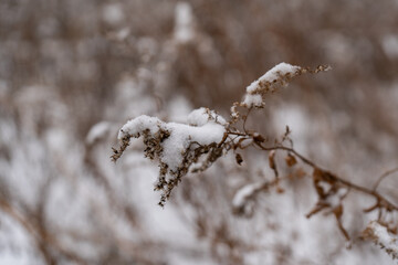 A close-up macro shot of a snowy branch, showcasing fine details of the snow-covered plant.