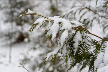 A beautiful snowy branch of a coniferous tree, showcasing the intricate patterns of snow.