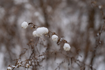 Minimalist macro photo of snowy plants, perfect for use as a background or serene winter theme.
