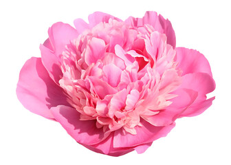Fototapeta premium Pink peony flower head isolated on white background PNG.AI GENERATED