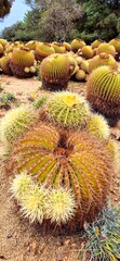 Big and small nice cacti like a balls in he Pinya de Rosa Tropical Botanical Garden in autumn, October 3, 2024. Beautiful golden autumn day in Girona.