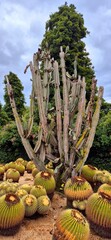 Big and small nice cacti in the Pinya de Rosa Tropical Botanical Garden, October 3, 2024. Nice autumn day in Girona.