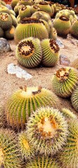 Many thorn cacti in the Pinya de Rosa Tropical Botanical Garden, October 3, 2024. Nice golden autumn day in Girona.