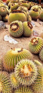 Many thorn cacti in the Pinya de Rosa Tropical Botanical Garden, October 3, 2024. Nice golden autumn day in Girona.