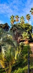 Small and tall palm trees in the Girona park under the blue sky. Nice sunny autumn day in Blanes, October 3, 2024.