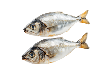 Fresh Hilsa Fish Isolated on Transparent Background PNG.