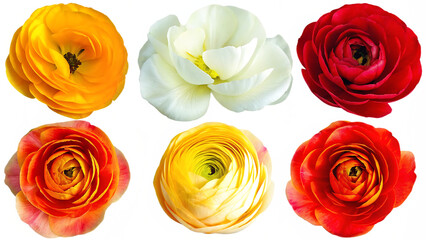 set of flowers isolated on white background PNG.AI GENERATED
