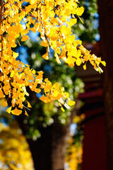 Obraz premium China Beauty: yellow ginkgo leaves under bright sunlight with traditional Chinese style building in the background