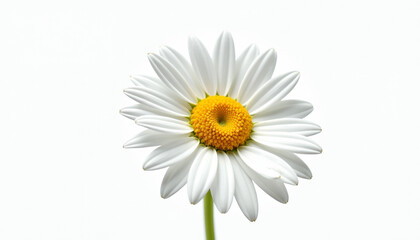 Fototapeta premium Delicate White Daisy in Close-up