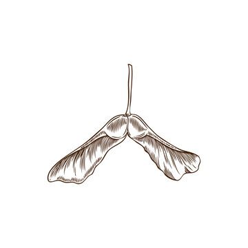 Autumn winged maple seed engraved hand drawn vector icon, falling maple pod whirligig winged achene forest nature sketch