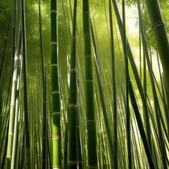 A dense grove of tall, slender bamboo stalks bathed in warm sunlight, creating a serene and tranquil scene.