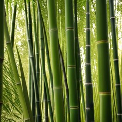 Fototapeta premium A dense grove of tall, slender bamboo stalks bathed in warm sunlight, creating a serene and tranquil scene.