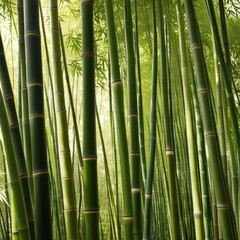 Obraz premium A dense grove of tall, slender bamboo stalks bathed in warm sunlight, creating a serene and tranquil scene.