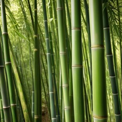 Fototapeta premium A dense grove of tall, slender bamboo stalks bathed in warm sunlight, creating a serene and tranquil scene.