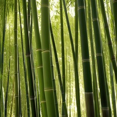 Fototapeta premium A dense grove of tall, slender bamboo stalks bathed in warm sunlight, creating a serene and tranquil scene.