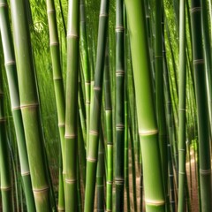 A dense grove of tall, slender bamboo stalks bathed in warm sunlight, creating a serene and tranquil scene.