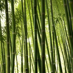 Obraz premium A dense grove of tall, slender bamboo stalks bathed in warm sunlight, creating a serene and tranquil scene.