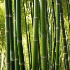 Obraz premium A dense grove of tall, slender bamboo stalks bathed in warm sunlight, creating a serene and tranquil scene.