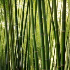 Fototapeta premium A dense grove of tall, slender bamboo stalks bathed in warm sunlight, creating a serene and tranquil scene.