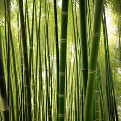 Obraz premium A dense grove of tall, slender bamboo stalks bathed in warm sunlight, creating a serene and tranquil scene.