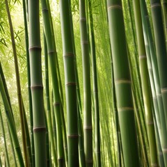 Obraz premium A dense grove of tall, slender bamboo stalks bathed in warm sunlight, creating a serene and tranquil scene.