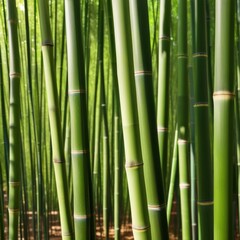 Fototapeta premium A dense grove of tall, slender bamboo stalks bathed in warm sunlight, creating a serene and tranquil scene.