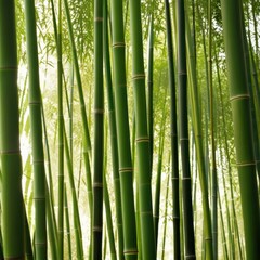 A dense grove of tall, slender bamboo stalks bathed in warm sunlight, creating a serene and tranquil scene.