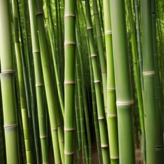 Fototapeta premium A dense grove of tall, slender bamboo stalks bathed in warm sunlight, creating a serene and tranquil scene.