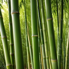 Obraz premium A dense grove of tall, slender bamboo stalks bathed in warm sunlight, creating a serene and tranquil scene.