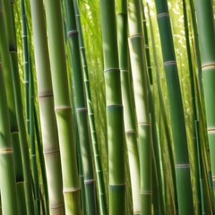 A dense grove of tall, slender bamboo stalks bathed in warm sunlight, creating a serene and tranquil scene.