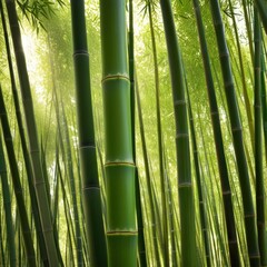 Obraz premium A dense grove of tall, slender bamboo stalks bathed in warm sunlight, creating a serene and tranquil scene.