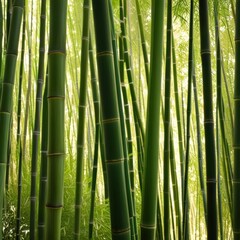 Obraz premium A dense grove of tall, slender bamboo stalks bathed in warm sunlight, creating a serene and tranquil scene.