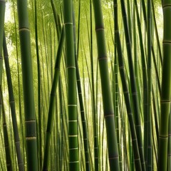 Fototapeta premium A dense grove of tall, slender bamboo stalks bathed in warm sunlight, creating a serene and tranquil scene.
