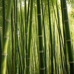 Fototapeta premium A dense grove of tall, slender bamboo stalks bathed in warm sunlight, creating a serene and tranquil scene.
