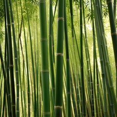 A dense grove of tall, slender bamboo stalks bathed in warm sunlight, creating a serene and tranquil scene.