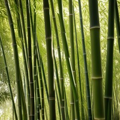 Fototapeta premium A dense grove of tall, slender bamboo stalks bathed in warm sunlight, creating a serene and tranquil scene.