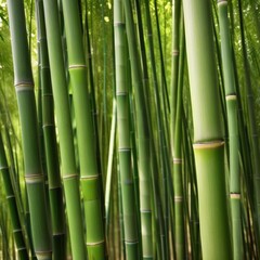 A dense grove of tall, slender bamboo stalks bathed in warm sunlight, creating a serene and tranquil scene.