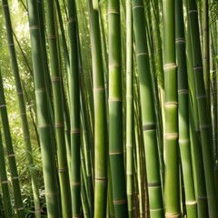 Fototapeta premium A dense grove of tall, slender bamboo stalks bathed in warm sunlight, creating a serene and tranquil scene.