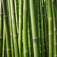 Fototapeta premium A dense grove of tall, slender bamboo stalks bathed in warm sunlight, creating a serene and tranquil scene.