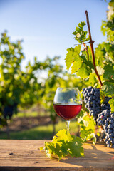 Verre de vin rouge dans les vignes et grappe de raisin avant les vendanges d'automne.