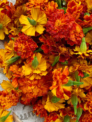 Marigolds of rich bright red and yellow shades. Cut flower buds for recycling and creating garlands and holiday decorations. Tagetes heads torn off, top view