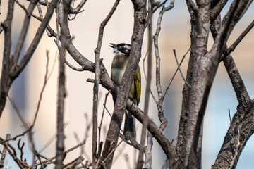 bird (Light-vented Bulbul ) on a branch