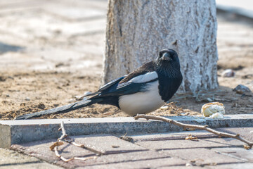 Oriental Magpie
