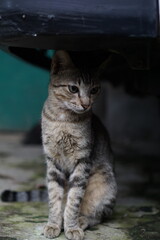 Portrait of a Villager cat